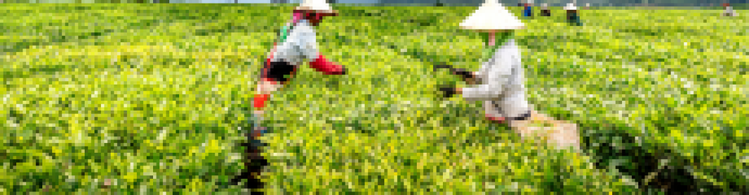 Apa Saja Varian Teh Nusantara Yang Terkenal?