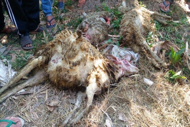 Sejumlah Ternak Domba Mati Misterius