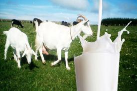 Bermacam-macam Khasiat Susu Kambing bagi Tubuh Anda
