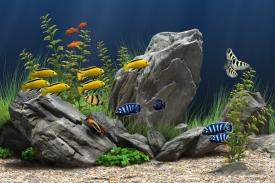 Gambar Artikel Beragam Ikan Hias Air Tawar Untuk Mempercantik Hunian Anda