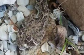 Gambar Artikel Tukang Kebun Digigit Ular hingga Tak Berdaya, Padahal Kepala Ular Sudah Terpisah dari Tubuhnya