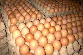 Faktor yang Menyebabkan Harga Telur Berada di Kisaran Rp 21.000 - Rp 23.000 per Kg